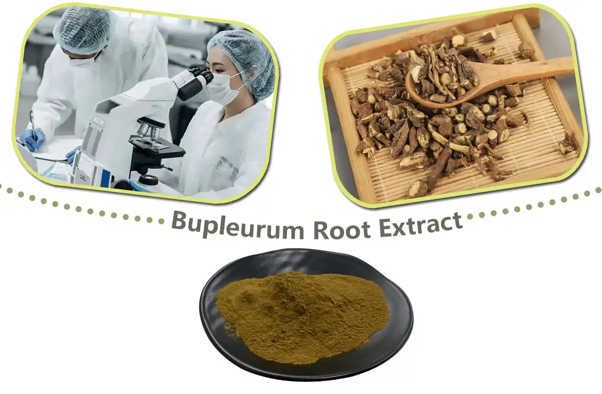 Bupleurum Root Extract Powder.jpg